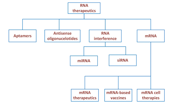 rna therapeutics